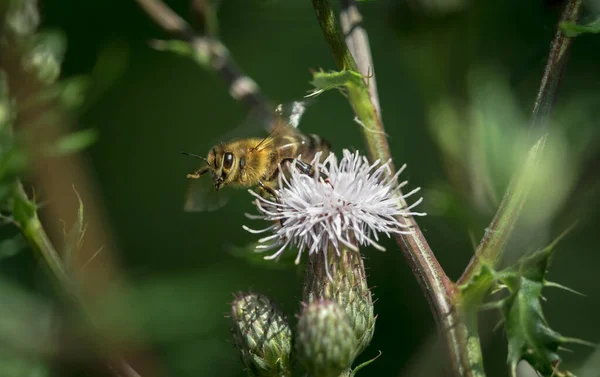 Detailní Záběr Včely Rostlinu — Stock fotografie