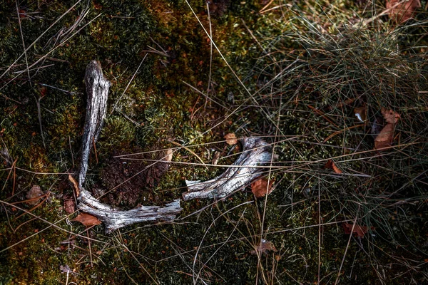 Eine Nahaufnahme Des Waldbodens Mit Trockenen Ästen Und Blättern Ein — Stockfoto