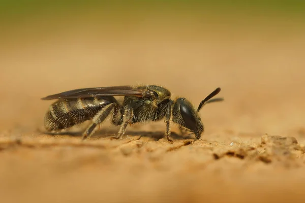 Zbliżenie Dość Małej Zielonej Metalicznej Pszczoły Słodkiej Lasioglossum Morio Ogrodzie — Zdjęcie stockowe