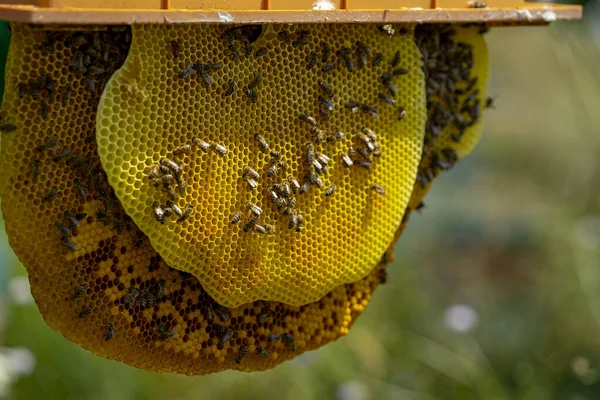 Eine Nahaufnahme Der Wabe Mit Den Darauf Befindlichen Bienen — Stockfoto