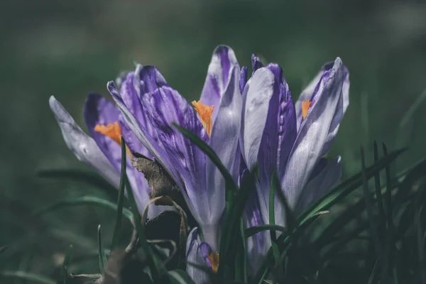 Tiro Close Uma Flor Croco Primavera Totalmente Florescida Campo Contra — Fotografia de Stock