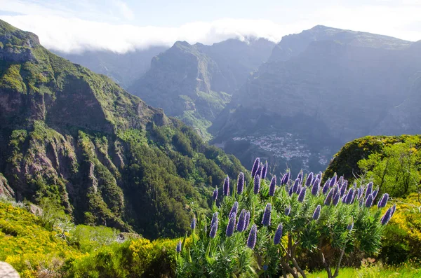 Pemandangan Pegunungan Yang Indah Dengan Bunga Liar Madeira Portugal — Stok Foto