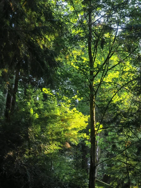 Uma Trilha Caminhada Floresta Shoreline Washington — Fotografia de Stock