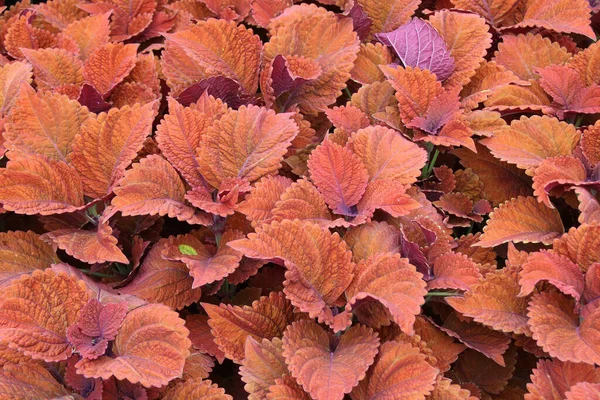 Een Close Van Vers Gebladerte Van Coleus — Stockfoto