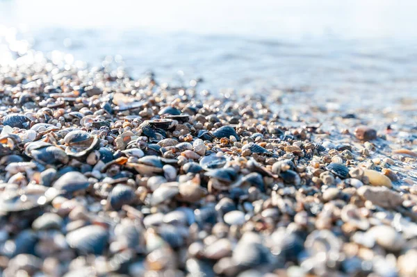 海滩上一堆堆海贝壳的选择性聚焦镜头 明亮的阳光照在海滩上 — 图库照片