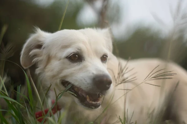 Close Cão Doméstico Branco Adorável Brincando Campo Com Fundo Embaçado — Fotografia de Stock