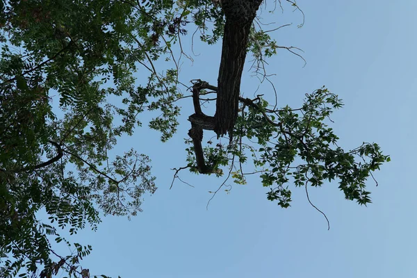 Tiro Ângulo Baixo Uma Árvore Crescimento — Fotografia de Stock