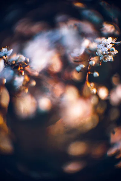Een Close Shot Van Een Mooie Bloeiende Kersenboom Een Prachtige — Stockfoto