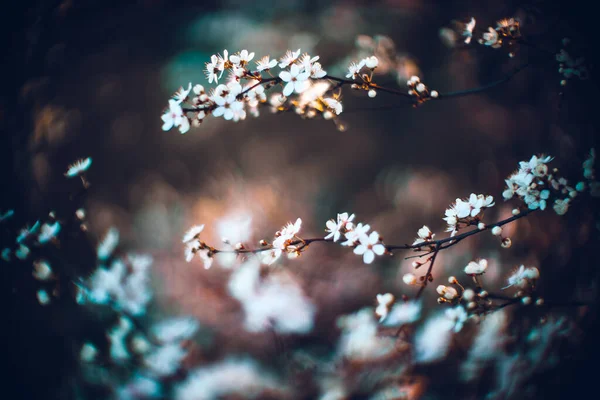 Крупным Планом Красивого Цветущего Вишневого Дерева Красивый Весенний Цветущий Фон — стоковое фото