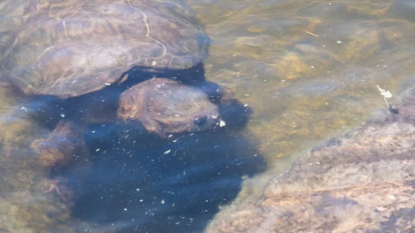 Tiro Perto Uma Tartaruga Lago Durante Dia — Fotografia de Stock