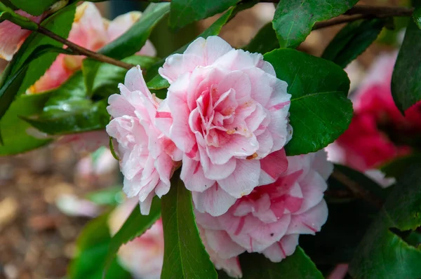 Růžové Kamélie Růžové Květy Rostou Zahradě — Stock fotografie