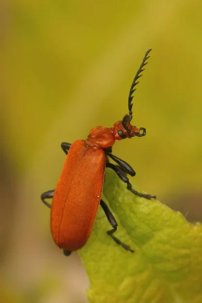 赤い頭の枢機卿ビートルの垂直閉鎖 緑の葉の上に座ってPyrochroa Serraticornis — ストック写真