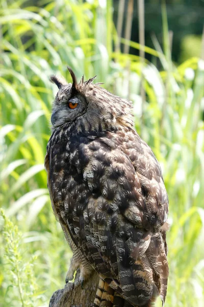 Falco Gufo Eurasiatico Uno Sfondo Sfocato — Foto Stock