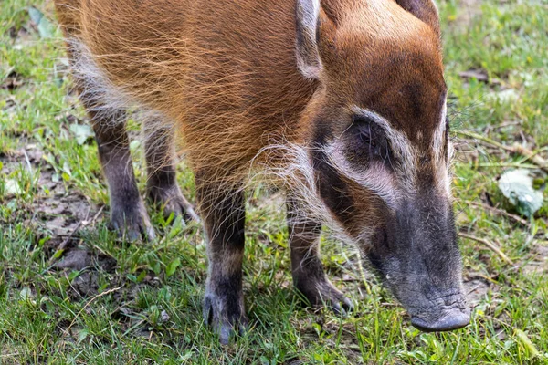 Een Schilderachtig Uitzicht Van Een Varken Een Boerderij Buiten — Stockfoto