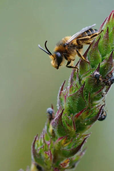 Closeup Vertical Macho Abelha Loosestrife Roxa Melitta Nigricans Uma Flor — Fotografia de Stock