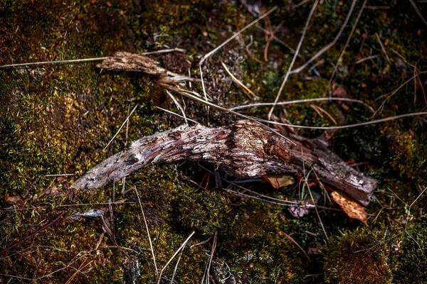 Kuru Dallar Yapraklarla Ormanın Zeminine Yakın Çekim Güzel Bir Sonbahar — Stok fotoğraf