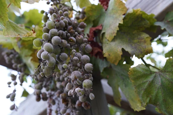 Tiro Bajo Ángulo Uvas Maduras — Foto de Stock