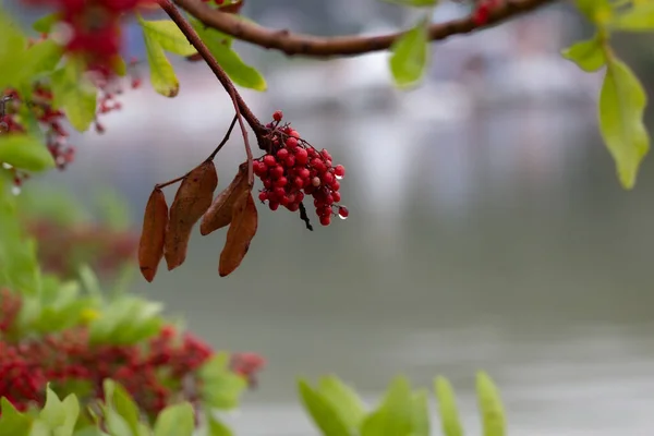 Výběr Sorbusových Větví Ovocem Listí Deštivém Počasí — Stock fotografie