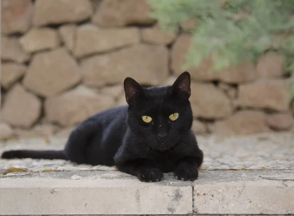 Bel Gatto Nero Sdraiato All Aperto Terra Uno Sfondo Muro — Foto Stock