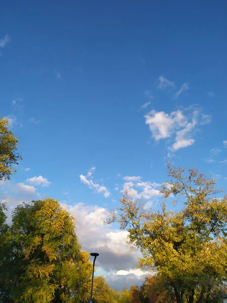 Eine Umgekippte Vertikale Aufnahme Herbstlicher Bäume Einem Park Unter Dem — Stockfoto