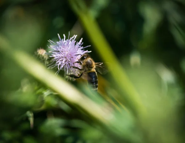 Closeup Honeybee Plant — Stock Photo, Image