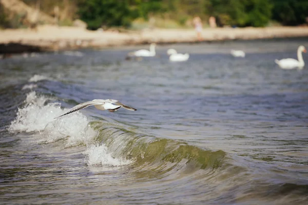 Foco Suave Uma Ave Aquática Voadora Sobre Mar Por Uma — Fotografia de Stock