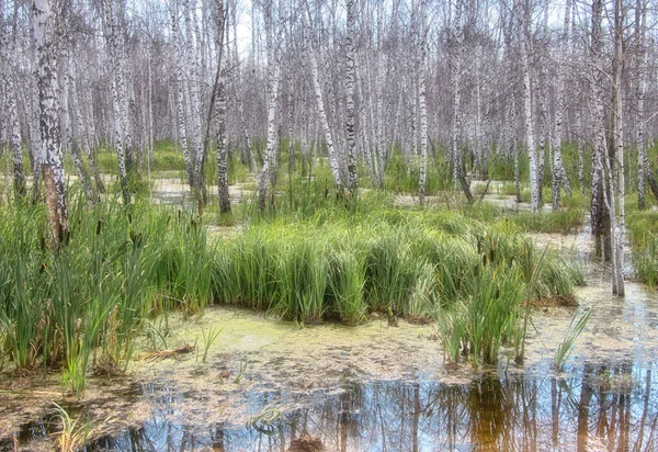 Uma Lagoa Cercada Por Árvores Grama Luz Dia Campo — Fotografia de Stock