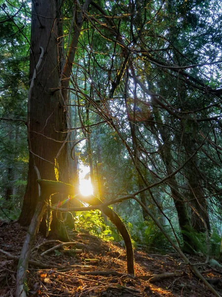 Sur Sentier Randonnée Dans Forêt Riveraine Washington — Photo