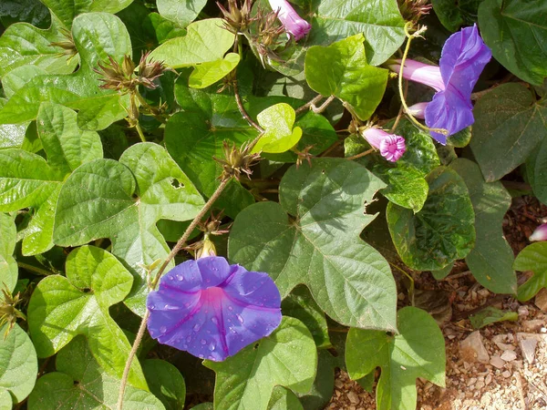 Lila Ipomoea Blommorna Som Växer Trädgården — Stockfoto