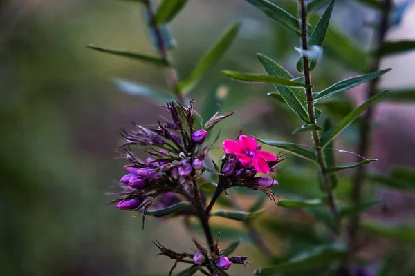 Ένα Επιλεκτικό Πλάνο Ενός Ροζ Λουλουδιού Phlox Μπουμπούκια Μεγαλώνουν Στον — Φωτογραφία Αρχείου