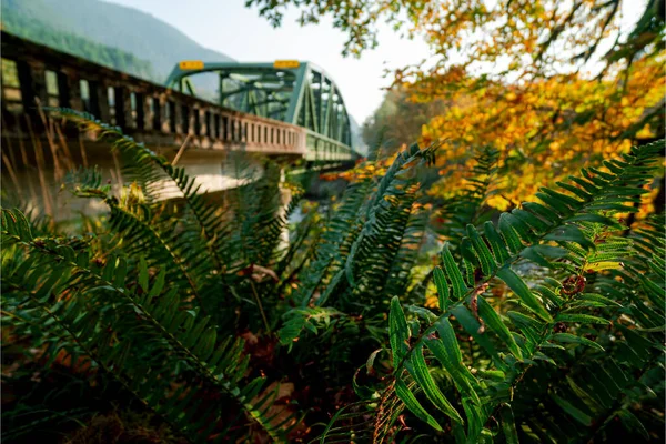 Closeup Bushes Yellowing Trees Steel Arch Bridge Background — Stock Photo, Image