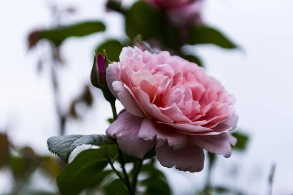 Detailní Záběr Kvetoucí Růžové Floribundy Růže Zahradě — Stock fotografie
