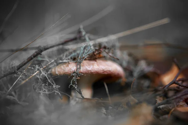 森林里一只可爱的小野菇的特写镜头 — 图库照片