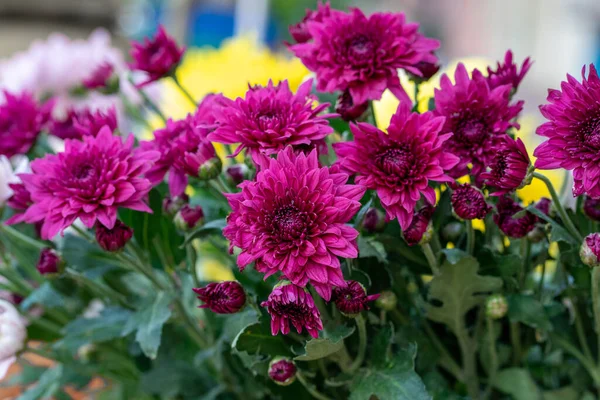 ピンク色の菊の成長の選択的な焦点のショット — ストック写真
