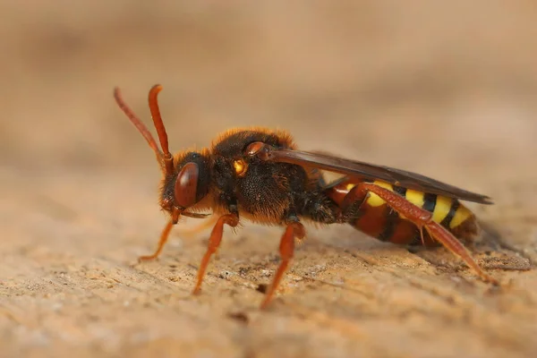 Gros Plan Sur Une Belle Abeille Rouge Nomade Lathbury Nomada — Photo