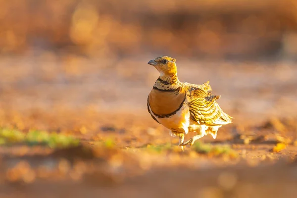 Pinne Tailed Sandripa Sin Naturliga Miljö Fångas Zaragoza Spanien — Stockfoto