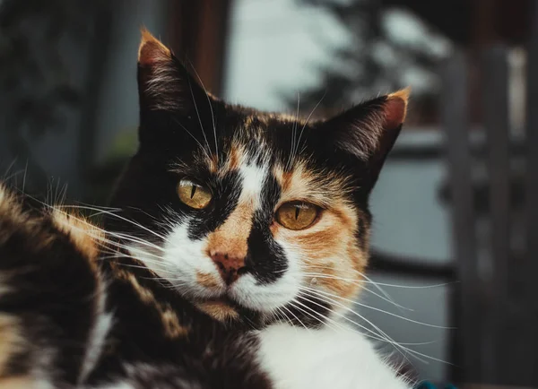 Ein Coseup Foto Einer Niedlichen Katze Mit Schönen Mustern Schwarz — Stockfoto