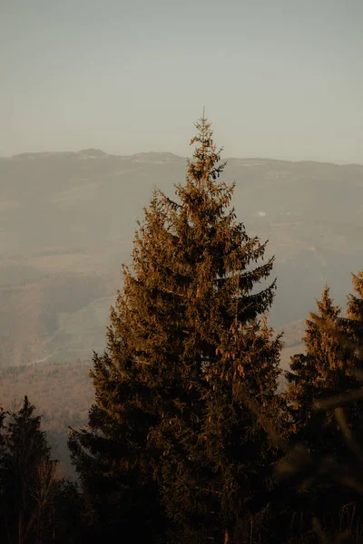 Tiro Vertical Uma Árvore Alta Uma Montanha — Fotografia de Stock