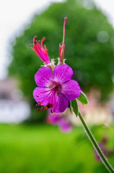 Gros Plan Fleurs Géranium Fleurs Dans Jardin — Photo