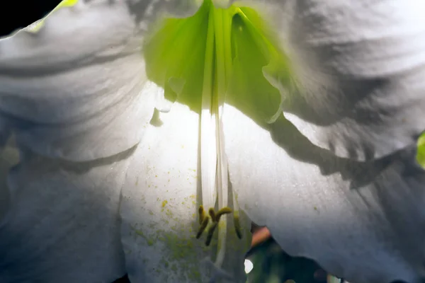 Güneşin Altında Beyaz Güzel Bir Meryem Ana Çiçeğinin Makro Çekimi — Stok fotoğraf