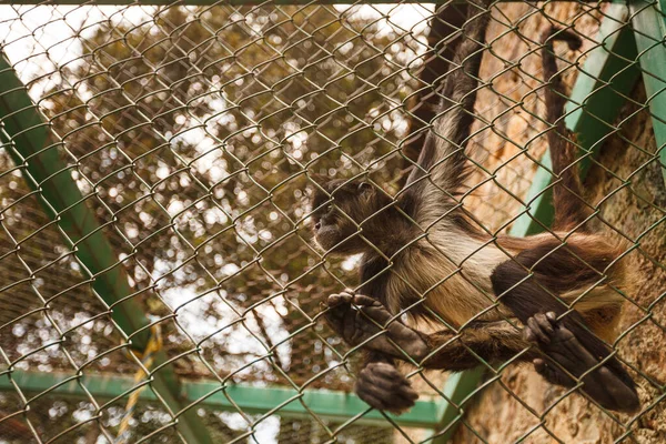 Eine Tiefenaufnahme Eines Affen Käfig Des Zoos — Stockfoto