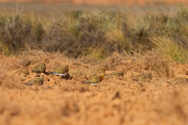 Groupe Tétras Queue Épine Capturés Dans Leur Habitat Naturel Saragosse — Photo