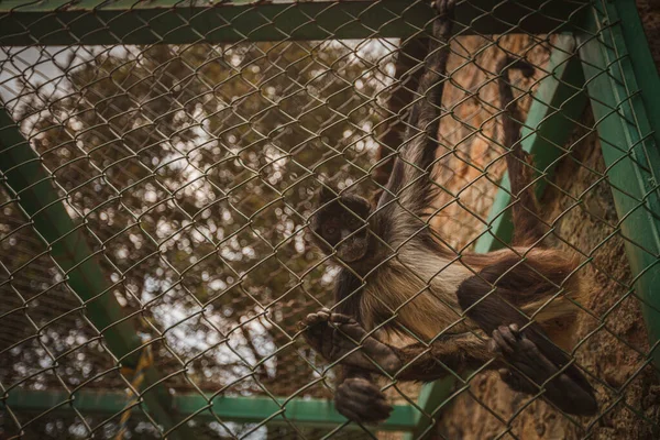 動物園の檻の中で猿の低角度ショット — ストック写真