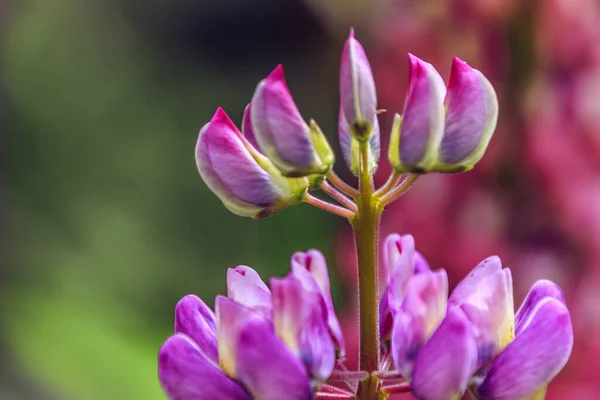 Lindas Flores Lupine Roxas Cultivadas Jardim — Fotografia de Stock