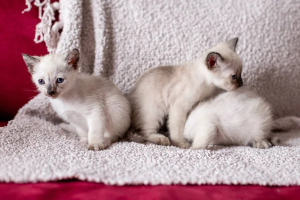 Niedliche Kleine Siamesische Kätzchen Mit Blauen Augen Auf Der Couch — Stockfoto