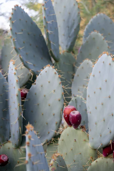 Disparo Vertical Del Campo Cactus —  Fotos de Stock