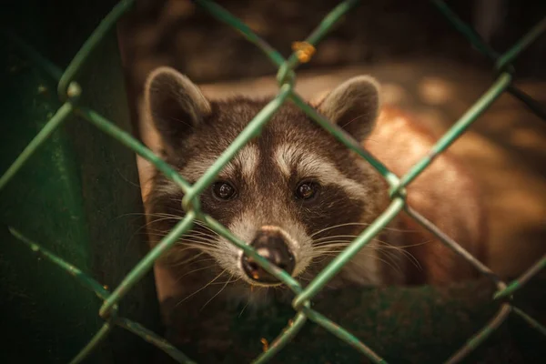 Closeup Shot Cute Raccoon Grid Fence Zoo — Stock Photo, Image