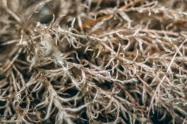 Макровий Знімок Рангіфору Cladonia Розмитому Фоні — стокове фото