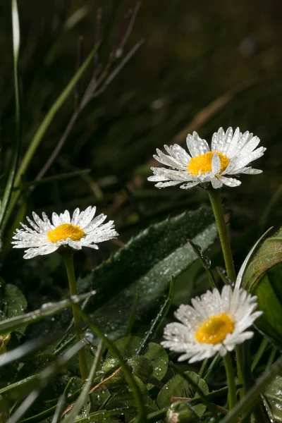 Sebuah Foto Closeup Tetesan Air Aster Yang Tumbuh Lapangan — Stok Foto