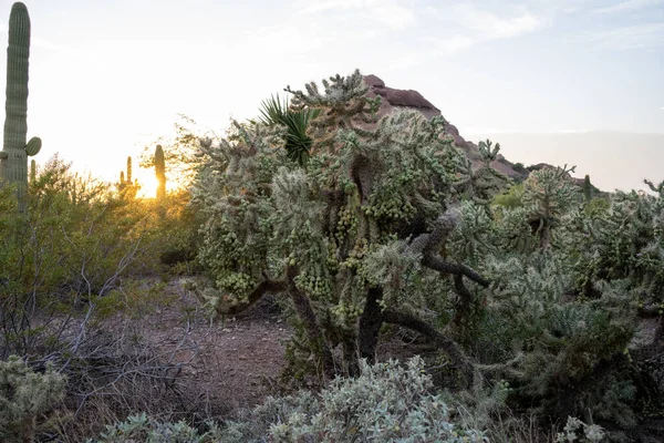 Krásný Záběr Kaktusové Pole — Stock fotografie